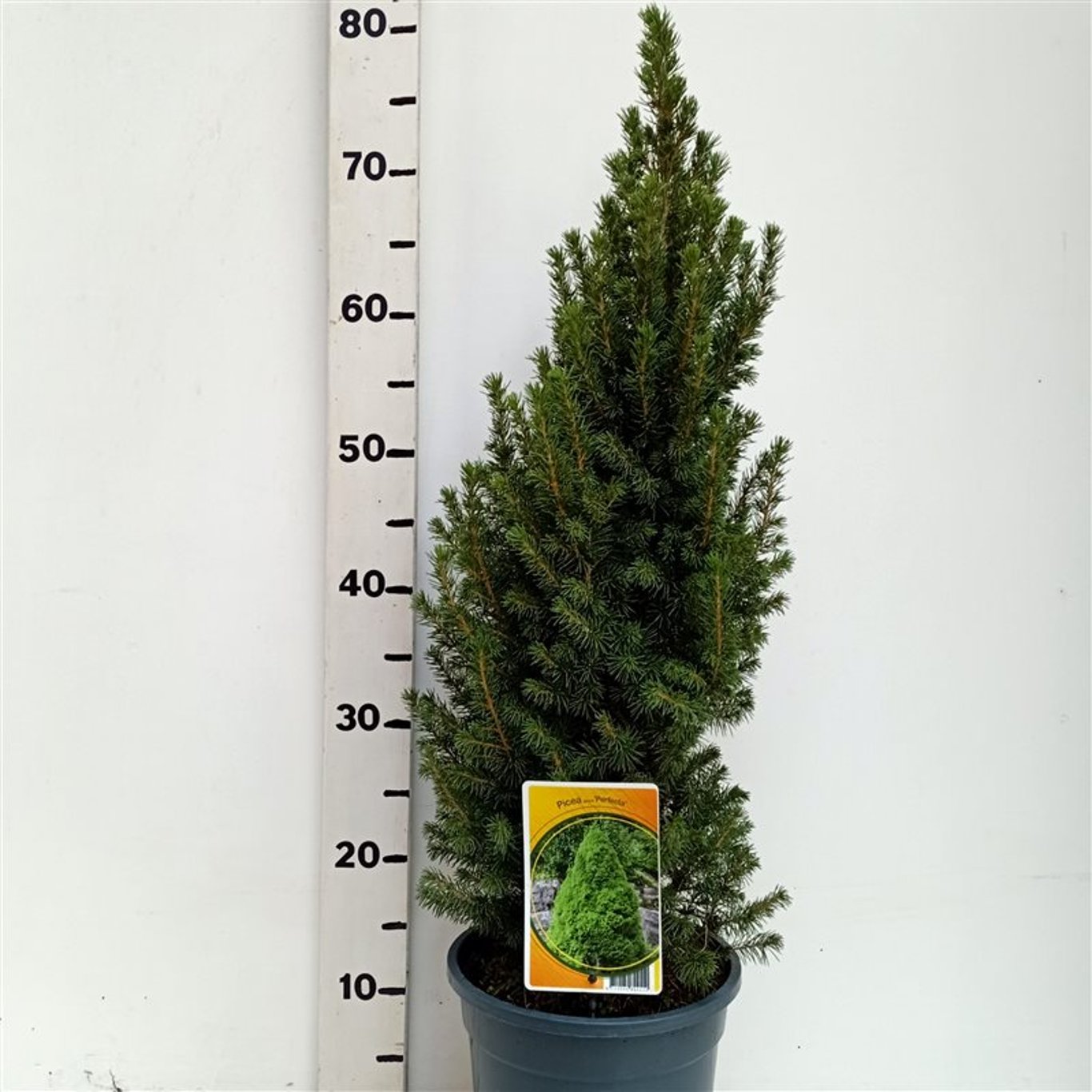 Picea glauca 'Perfecta' (Conica) - C3 50-60 CM
